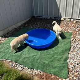 Golden Retriever Puppies from Royal Golden's