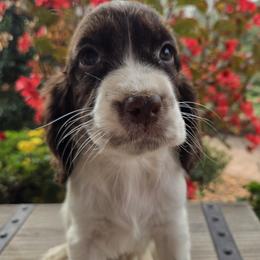 Buttons - White and liver female English Springer Spaniel puppy in Statesville, North Carolina from BAR Z Springers