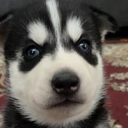 Siberian Huskies from Poitras’ Huskies