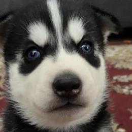 Siberian Huskies from Poitras’ Huskies