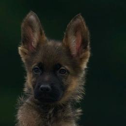 Cipher - Sable male German Shepherd puppy in Youngsville, North Carolina from Di casa Esperanza