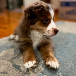 Miniature Australian Shepherd Puppies from Highland Hills Mini Aussies
