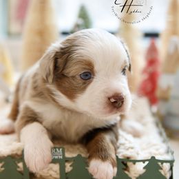 Muffin - Red merle male Toy Australian Shepherd puppy in Charlestown, Indiana from Hydden Aussies