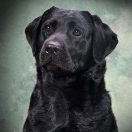 Rivers - Labrador Retriever