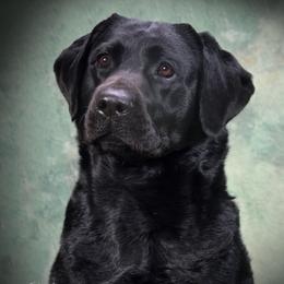 Rivers - Labrador Retriever