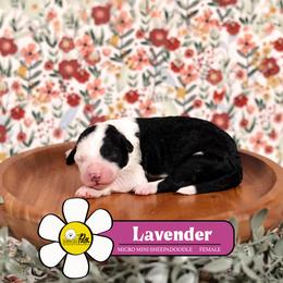 Lavender - Black and white female Sheepadoodle puppy in Cleveland, Tennessee from Narrow Path Old English & Sheepadoodles