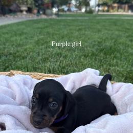Purple collar girl - Black and tan female Dachshund puppy in Modesto, California from The dachshunds