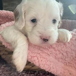 Beth - White female Cavapoo puppy in Camden, Michigan from FurEver Friends Finder