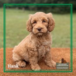 Hank - Caramel male Australian Labradoodle puppy in Hartshorne, Oklahoma from Jena Edmond