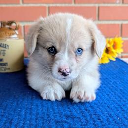 Kenny - Fawn merle male American Corgi puppy in Shawnee, Oklahoma from Sunray Ranch