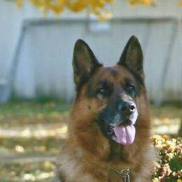 German Shepherds from Carrithers Kennels