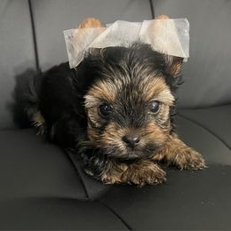 Enzo - Black and tan male Yorkshire Terrier puppy in California from All Star Yorkies