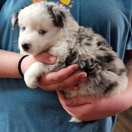 Merle boy - male Mastiff puppy in Addy, Washington from Mountain Mama Mastiffs and Tailspin Toy Aussies