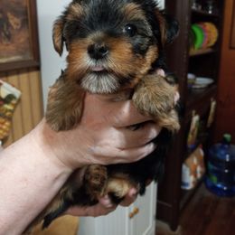 Assorted Doodle Crosses, Double Doodle, Maltipoo, Morkie, and Yorkipoo Puppies from Danza Bolo