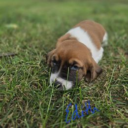 Edith - Red and white female Basset Hound puppy in Loysburg,, Pennsylvania from Fisher's Couch Hounds