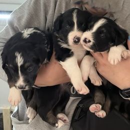 Border Collie Puppies from Julie Ziegler
