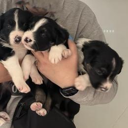Border Collie Puppies from Julie Ziegler