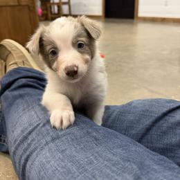 Izzy - Lilac female Border Collie puppy in Washburn, Missouri from BS Farms