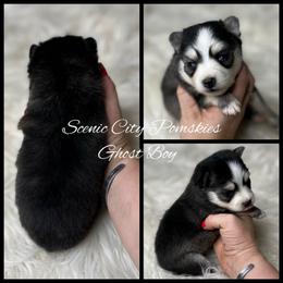 The Ghost Boy - Black and white male Pomsky puppy in Rossville, Georgia from Scenic City Pomskies