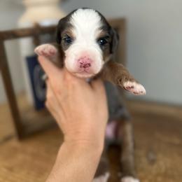 Dumpling - Blue merle male Bernedoodle puppy in Waco, Texas from Blessings Pups Doodles