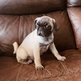 George - brown collar - Silver male Pug puppy in Hereford, Arizona from Broken Road Ranch Pugs