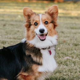 Opal - Pembroke Welsh Corgi