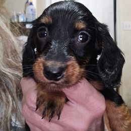 Smaller girl - Black and tan female Dachshund puppy in Lyle, Washington from Wines Wienery