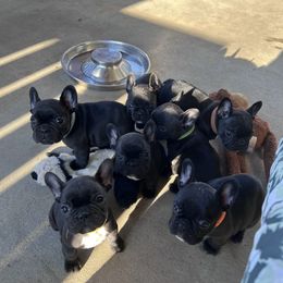 Clumber Spaniels and French Bulldogs from Eileen Heiple