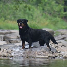 MOJO - Rottweiler