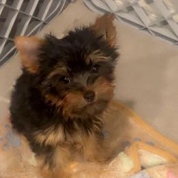 River - Black and tan female Yorkshire Terrier puppy in Ocala, Florida from Top Notch Pupz