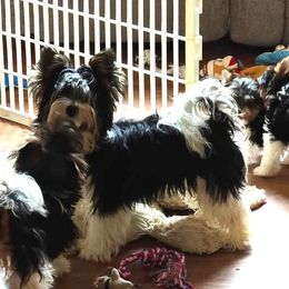 Winter - Black tan and white male Biewer Terrier puppy in Chesapeake, Virginia from Bellissima Biewers & Yorkies