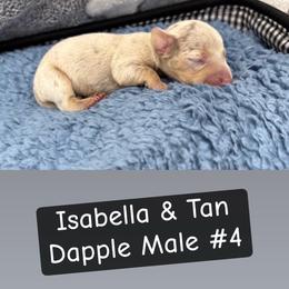 Rigatoni - Dapple male Dachshund puppy in Scottdale, Pennsylvania from Our Sweet Dachshund Farm