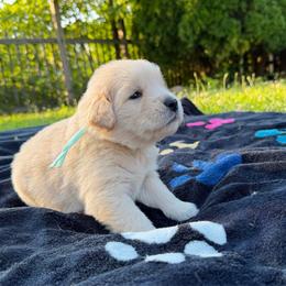 Dorothea - Golden female Golden Retriever puppy in Lebanon, Indiana from Skyland Golden Retrievers