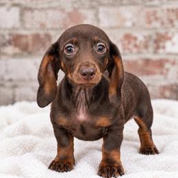 Wyatt - Chocolate and tan male Dachshund puppy in Industry, Illinois from KDKs Kennels