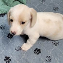 Gabby - Fawn (isabella) and cream female Dachshund puppy in Salisbury, North Carolina from King's Dachshunds