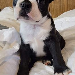 Boston Terrier Puppies from Beatrice's Kennels