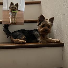 Yorkshire Terrier All Grown Up from Yorkie_Wonderland and Stud Services