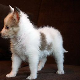 Rottweiler and Shetland Sheepdog Puppies from Mountain High Kennels