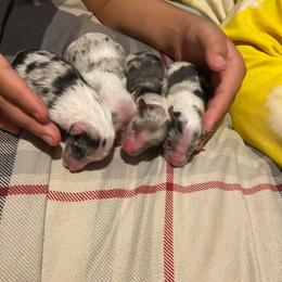 Rottweiler and Shetland Sheepdog Puppies from Mountain High Kennels