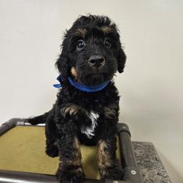 Jet Blue FREE DELIVERY TO PARTS OF SOUTH CAROLINA, GEORGIA, AND FLORIDA. - Phantom male Bernedoodle puppy in Flat Rock, North Carolina from Sukisdoodles