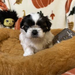 Shih Tzu Puppies from Lavender Lane Tzus