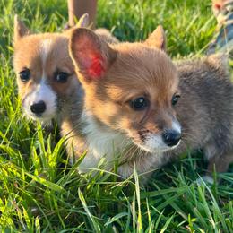 Gingerbread - Red female Pembroke Welsh Corgi puppy in Mount Nebo, West Virginia from Summersville Corgis of Groves Farm