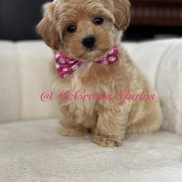 Girl 2 - Apricot female Maltipoo puppy in Hesperia, California from McCraws N Paws