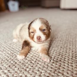 Trouble - Red merle male Australian Shepherd puppy in Fort Recovery, Ohio from Mud Path Australian Shepherds