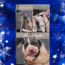 Teal Collar Boy - Blue and white male Great Dane puppy in Longview, Texas from Lazy A Danes