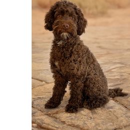 Bernice - Australian Labradoodle