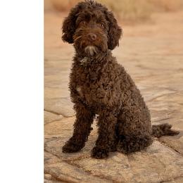 Bernice - Australian Labradoodle