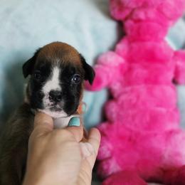 Orange girl - Fawn female Boxer puppy in Titusville, Florida from Saskobox