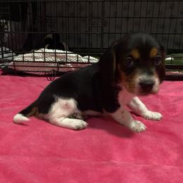 Girl 1 Green - Black and white female Beagle puppy in Crestview, Florida from Alicia's Beagles