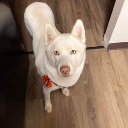 Nala - Siberian Husky